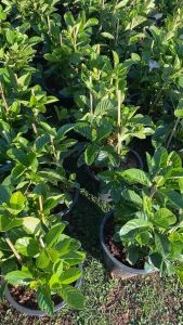 พุดอินถวา หรือพุดบางใหญ่ ดอกใหญ่ กลิ่นหอมมาก กระถาง 8 นิ้ว ส่งทั้งกระถาง