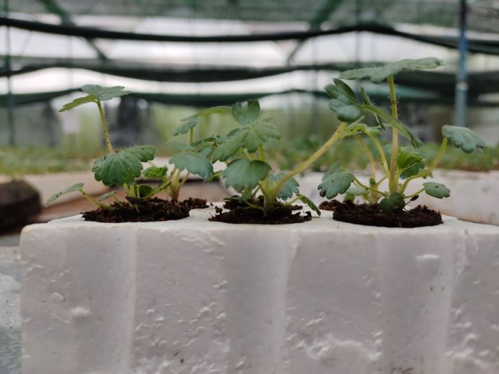 6%20C%C3%A2y%20Gi%E1%BB%91ng%20D%C3%A2u%20T%C3%A2y%20M%E1%BB%B9%20Albion%20Ch%E1%BA%A5t%20L%C6%B0%E1%BB%A3ng%20-%20Image%206