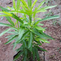 REAL LIVE INDOOR PLANT ZODIA MOSQUITOES REPELLENT WITH POLYBAG POKOK HALAU NYAMUK. 