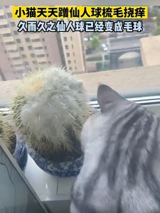 Catnip Hedgehog Multi Functional Wall Sticker Hedgehog Catnip Toys Promote Cat Snack Digestion Smart Cat Toys Wall Suction Cup