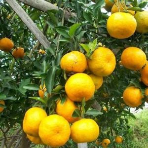 Bibit Jeruk Siam Madu Berbuah Asli Malang Okulasi Cangkok