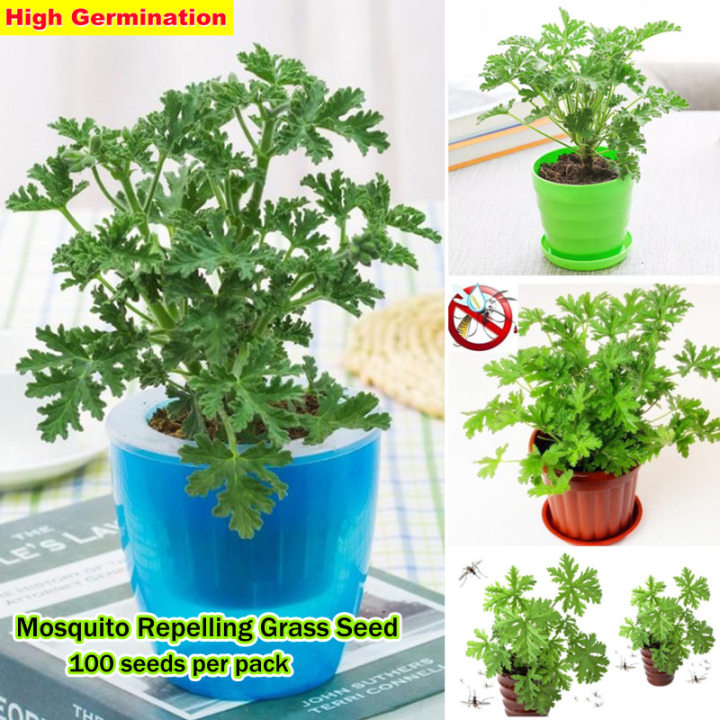 100PCS Citronella Mosquito Repelling Plant Seeds for Sale Flower Seeds  Indoor Plant Bonsai Seeds Mosquito Repelling