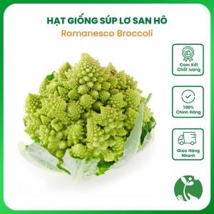Hạt giống Súp lơ (Bông cải) San hô Romanesco Broccoli - Gói khoảng 200 hạt - Nhập Thái Lan