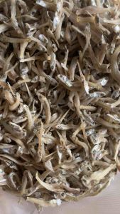 ปลาจิ้งจั้ง ปลาฉิ้งฉ้าง ปลากะตัก ปลาเล็กปลาน้อยจากทะเลชุมพรOTOP ไซส์2-3ซ.ม.500กรัม