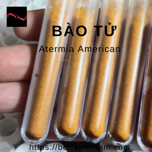 Artemia dạng Bào Tử - Tỉ lệ 100% - 75% độ đạm - Cam Kết Không Pha Vỏ Tôm - Xuất xứ U.S.A - 3gram