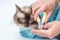 *SG seller* Adjustable Multifunctional Pet shower bag Polyester Cat Washing Shower Mesh Bags Pet Nail Trimming Bags Bath accessories tool. 