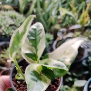 พลูงาช้าง