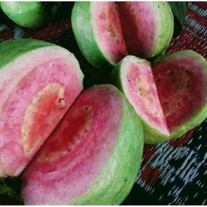 BERBUNGA...Bibit Jambu Kristal Merah Kondisi Berbunga siap Berbuah