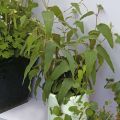 Cây khuynh diệp chanh/bạch đàn chanh/Lemon eucalyptus siêu thơm và ngừa côn trùng. 