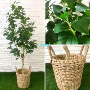 Tanaman Hias Pohon Artificial Kacang T130 & T170 Latex Cover Pot Eceng Gondok Handle Pajangan Ruang Tamu