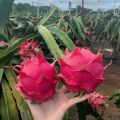 [Easy To Grow In Malaysia] Pitaya Seeds Dragon Fruit Seeds for Planting (Mixed 200 Seeds) Balcony Potted Yellow Dragon Fruit Plant Seeds Dwarf Fruit Plants Red Dragon Fruit Seedlings Home Garden Seeds Bonsai Tree Live Plant Real Plants Benih Pokok Buah. 