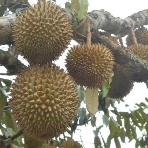 PAKET 3 Bibit Tanaman Durian Musangking Murah dan Berkualitas