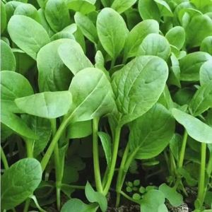 Four Seasons Chicken Feather Vegetable Seeds   Easy-to-Grow Balcony Potted Garden Shanghai Green Vegetable Small Bok Choy Seeds Small Green Vegetables