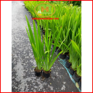 Cây lan rẻ quạt chữa viêm họng ho viêm amidan vô cùng hay trồng trước sân nhà đặt gần cửa để đón tài lộc tới giữ vận may|Minh Hân Garden