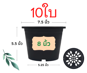 กระถางต้นไม้ 8 นิ้ว 10ใบ กระถางต้นไม้พลาสติก กระถางแคตตัส กระถาง สีดำ สีขาว ราคาส่ง