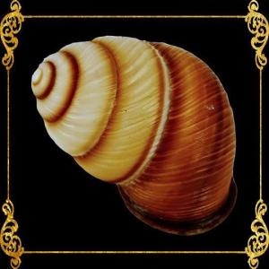 5 Pieces | Brown Land Snail | Sowerby | 1 - 2 Inches
