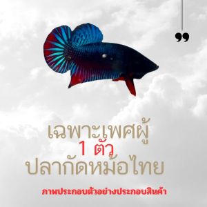 Betta ไทยเดิม/มาเลย์ หุ่นสวย สบายๆ (ลูกผสมยักษ์) 🙏🏻♥️🎁