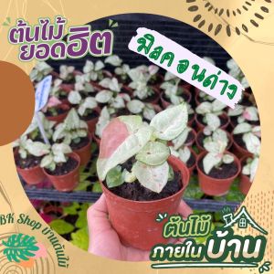 มิลล์ คอนเฟททิ ต้นเงินไหลมาด่างชมพู ต้นไม้ด่างยอดนิยม หายากมาก พร้อมกระถาง 3 นิ้ว ไม้ด่าง ไม้มงคล ไม้ประดับ ไม่ฟอกอากศ