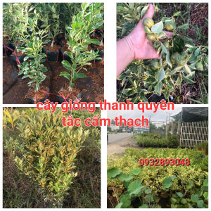 CÂY GIỐNG TẮC CẨM THẠCHCây vô chậu lớncao trung bình 50cm 90cm .cây trưởng thành đang ra hoa