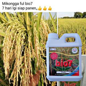 PROMO Pupuk Bio7 PADI Cocok buat SEGALA JENIS Tanaman palawija