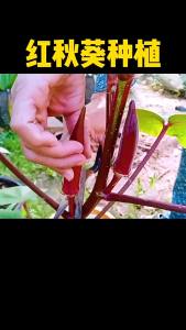 Red okra is a four-season plant a nutritious vegetable that is not prone to wilting and can be eaten raw