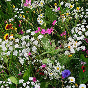 เมล็ดพันธุ์ข้าวโพดขาวม่วง ลูกผสม จํานวน 60 เมล็ดราคา 10 บาท จัดส่งรวดเร็วมาก ซื้อ 3 ชิ้นส่งฟรีตามระบบ