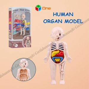 Mainan Edukasi human organ toys organ tubuh manusia belajar science