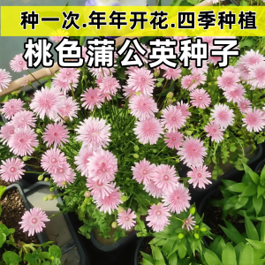 Pink dandelion seeds | Easy to live flower seeds 粉色蒲公英种子|易活花卉种子Blooming all year round Indoor and outdoor plants四季开花室内室外植物