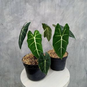 Tanaman Hias Alocasia Keladi Neon Alokasia Frydex