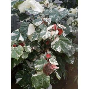 2batang waru varigata (cod)