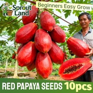 [Beginners Easy Grow] Fresh Red Papaya Seeds for Plating Fruit Plants (10 Seed) High Yield Sweet Red Papaya Tree Seeds Red Papaya Dwarf Fruit Tree for Pots Tropical Fruit Tree Seeds for Home Garden Balcony Organic Heirloom Red Papaya Fruit Seeds Seedlings