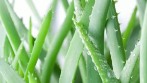 Gel lô hội sản phẩm hữu cơ nguyên chất giúp làm dịu da bị cháy nắng dùng cho da mặt và tóc dung tích 845 fl oz kem dưỡng ẩm tự nhiên sau khi tắm nắng phù hợp cho da thường và da mụn mặt nạ dưỡng ẩm tự làm chiết xuất bằng phương pháp ép lạnh khôn