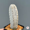 ยูโฟเบีย แอ๊ปเดล Euphorbia Abdelkuri แคคตัส กระบองเพชร cactus&succulent. 