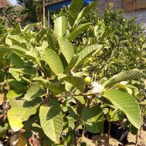 bibit tanaman jambu cristal cangkok berbunga / jambu kristal berbuah