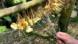 ที่สางหมวกดอกทุเรียน ตะกาวสางหมวกดอกทุเรียน สางดอกเรียน ถอดหมวกดอก ตราค้างคาว KT