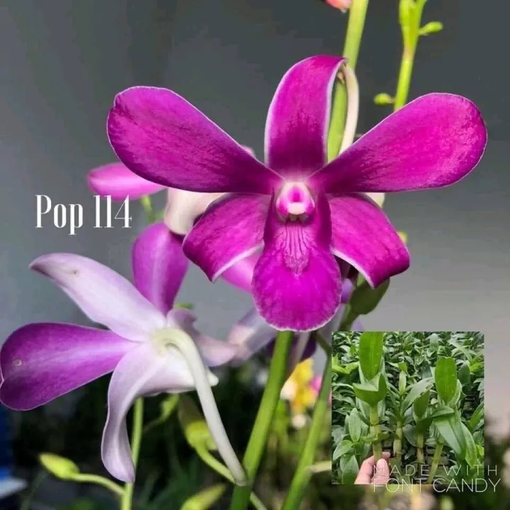 HOA%20LAN%20N%E1%BA%AENG%20114%20-%20Image%203