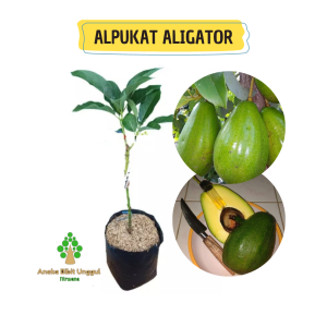 BIBIT ALPUKAT ALIGATOR Aneka Bibit Unggul NIRWANA - BIBIT ALPUKAT MENTEGA ALIGATOR JUMBO