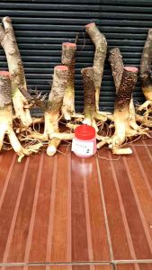 bahan bonsai dongkelan anting putri sedang