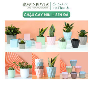 Chậu trồng cây mini MONROVIA cho sen đá cây cảnh hoa nhí xương rồng bonsai để bàn ban công