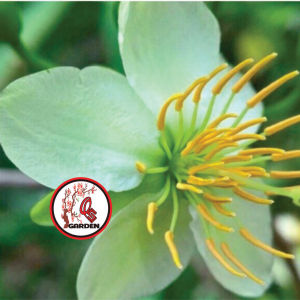 Hoa Thanh Mai cây ghép chuẩn