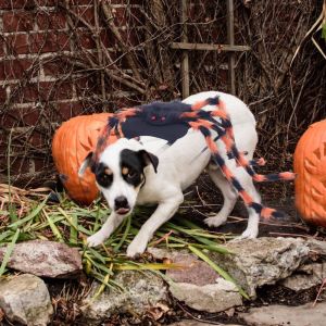 GJURD Furry Pet Spider Harness Creative Spider Decoration Cat Cosplay Costume Spooky Realistic Dog Halloween Costume Halloween Party