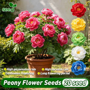 [Selected Seeds] 20pcs/pack Mixed Peony Flower Seeds for Planting & Gardening Legit Peony Seeds for Sale Balcony Indoor Potted Peony Live Plant Flowering Plants Seeds Bonsai Peony Plant Seeds for Garden Decor Peony Flower Plants Easy To Grow Flowers