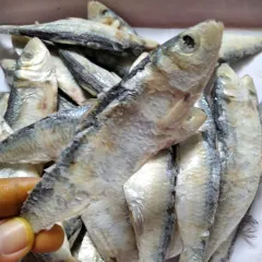 Teri kiygan katta eshaklar