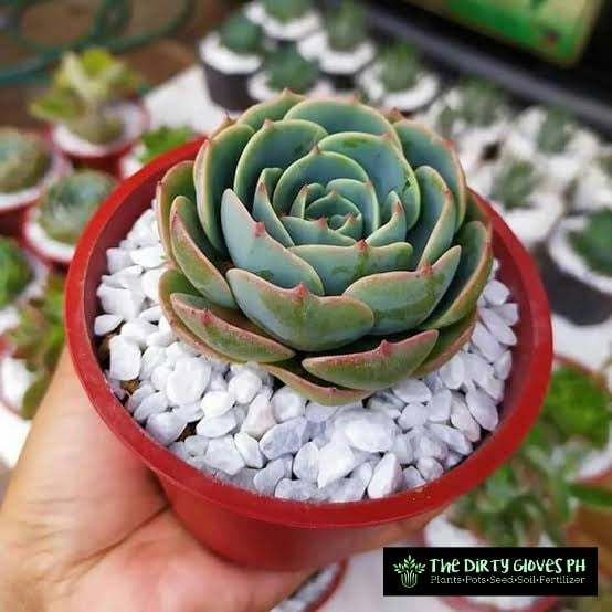 Rose Cabbage Succulent - Free pot and white pebbles | Lazada PH