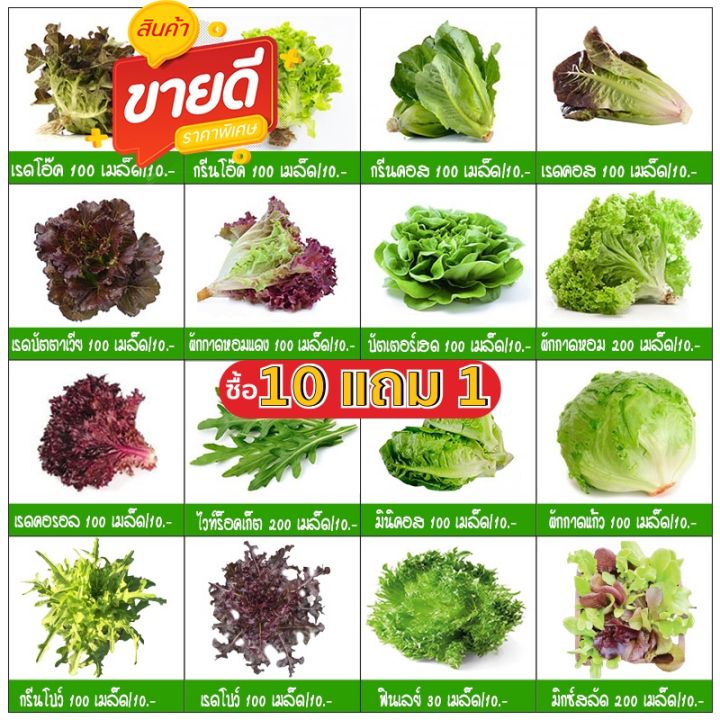 ชุดเมล็ดพันธุ์ผักสลัดพร้อมคู่มือปลูก