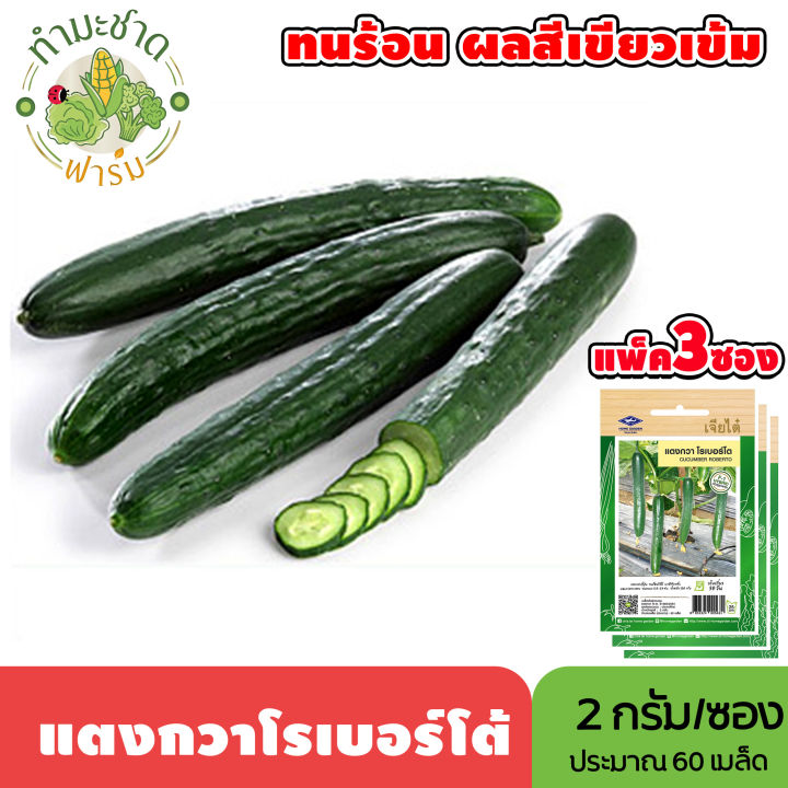 เจียไต๋ เมล็ดพันธุ์แตงกวาโรเบอร์โต้ แตงกวาญี่ปุ่น