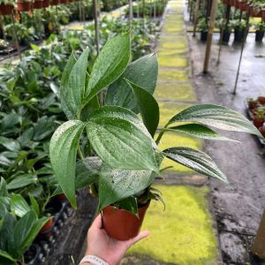 TKL - Epipremnum Pinnatum/Dragon Tail Plant Trailing Plant 麒麟尾