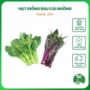Hạt giống rau Cải ngồng xanh Cải ngồng tím (Cải ngồng đỏ) - Tỉ lệ nảy mầm >90% - Trồng quanh năm