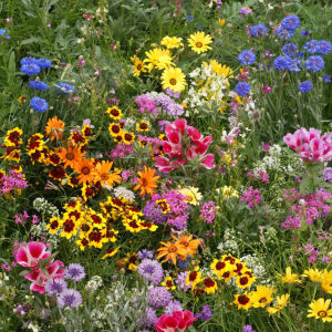 McKenzie Wildflower Mix Seeds - Wild Flower Seeds Mix - Wildflower Mix Seeds