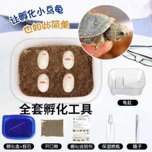 精品乌龟蛋可孵化儿童玩具5男孩6一13男童4以上8至12爆款9网红7女孩10